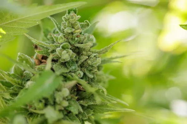 California Marijuana Water Regulators&hellip;