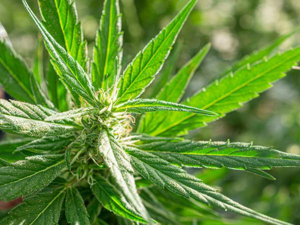 Study: Newly Identified Cannabis&hellip;