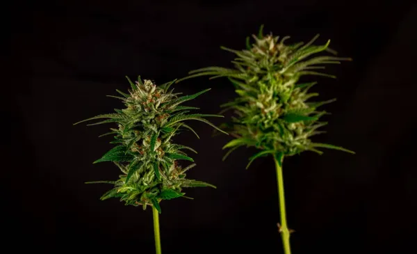 Florida Medical Marijuana Patients Have…