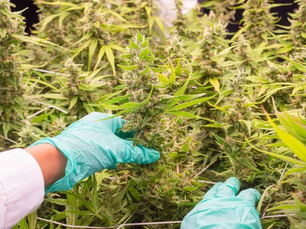photo of CBD and Marijuana Terpene Combination Improves Intestinal Barrier Measure by 125% in Cell Study Conducted by USDA&hellip; image