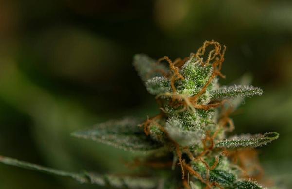 Illinois Proposes Rules for 45 New&hellip;