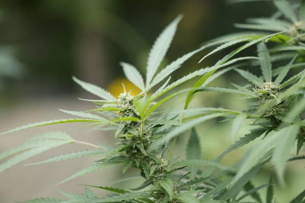 Smart Approaches to Marijuana and…