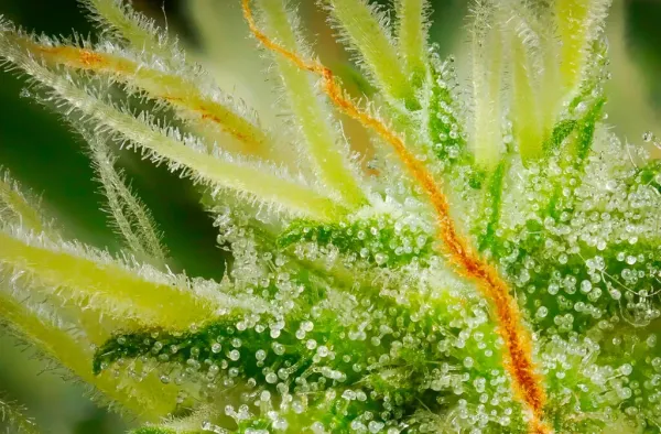 Study Finds CBD Reduces…