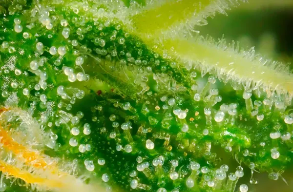 Study Finds Brain’s Natural Cannabinoid…