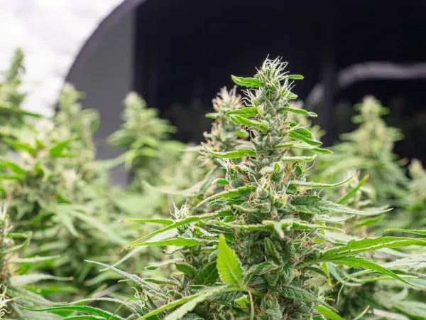 Study Identifies Marijuana Plant&hellip;