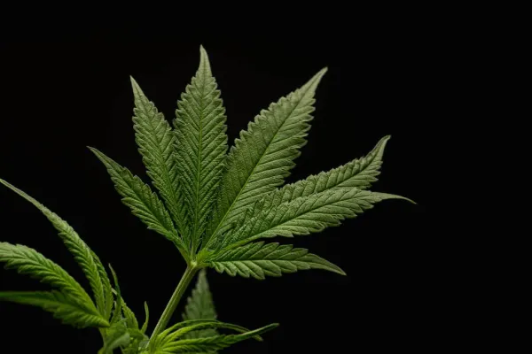 Missouri Study Finds 93% of Marijuana…