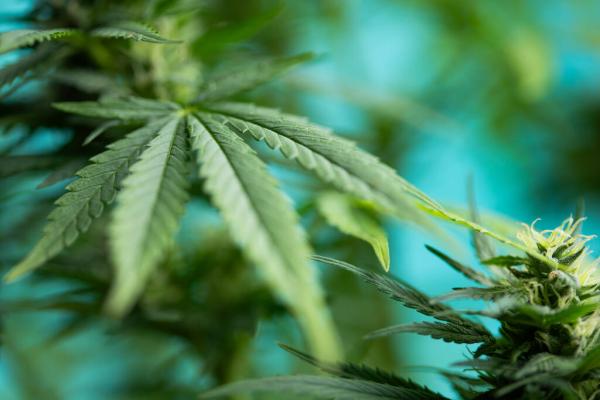 New York Court Upholds Marijuana&hellip;