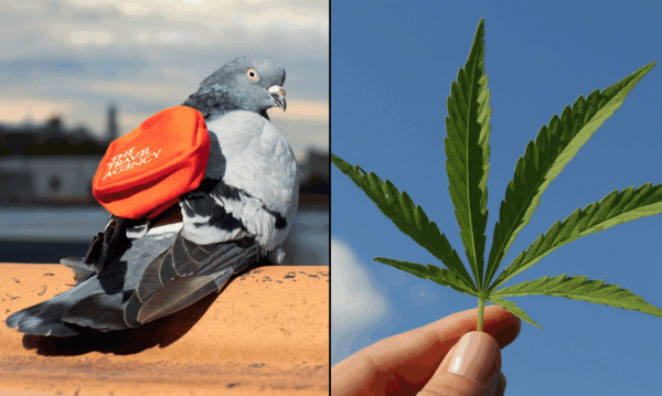 No, Carrier Pigeons Will Not Be…