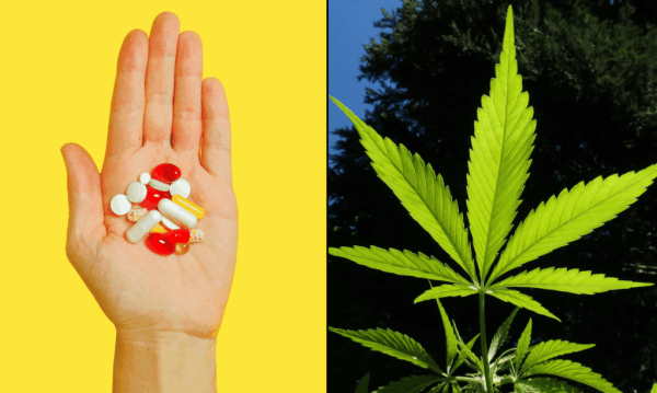 Legalizing Marijuana Helps Cancer…