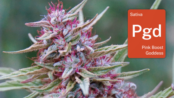 Pink Boost Goddess in Mendocino:&hellip;