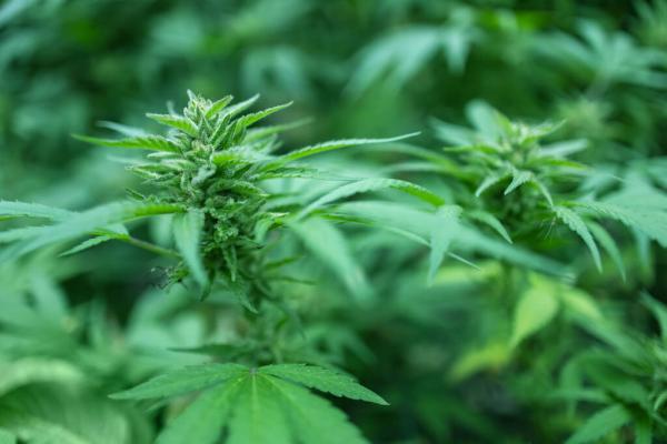 Washington Releases Draft Rules for&hellip;