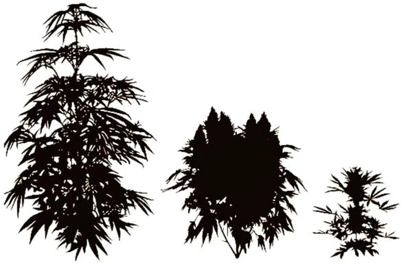 Species of Cannabis: Ruderalis and…