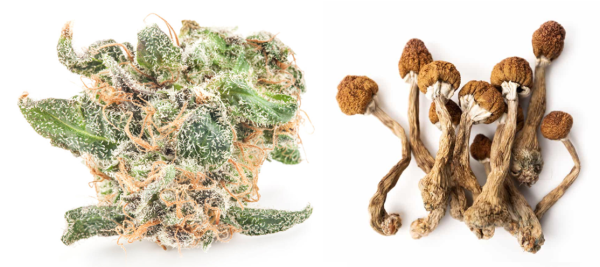 Study Finds Marijuana and Psilocybin…