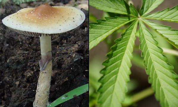 photo of DEA Calls For Increased Production Of Some Psychedelics For Research, As Marijuana Quotas Level Out Ahead Of Scheduling… image