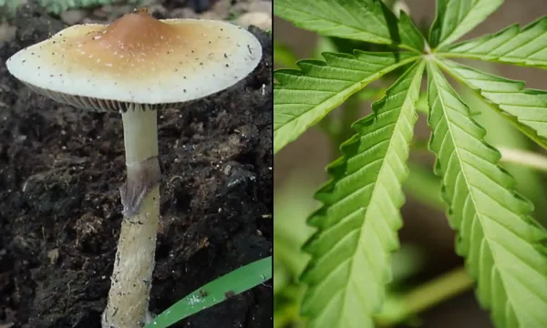 photo of SXSW Is Considering Marijuana And Psychedelics Panel Proposals For 2027 Festival, And You Can Vote On Them image
