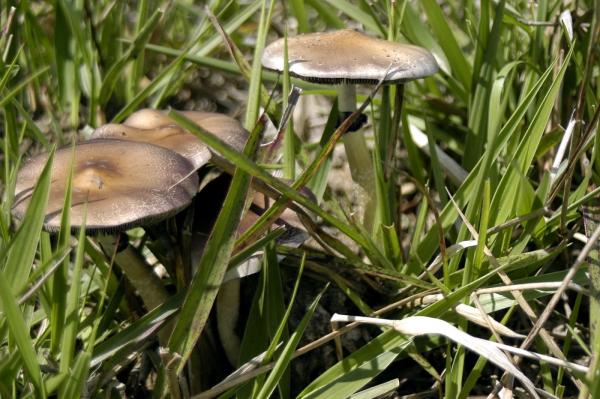 Psychedelic Retreats ‘Significantly…