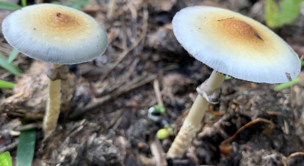 VA Launches New Study Using Psilocybin&hellip;
