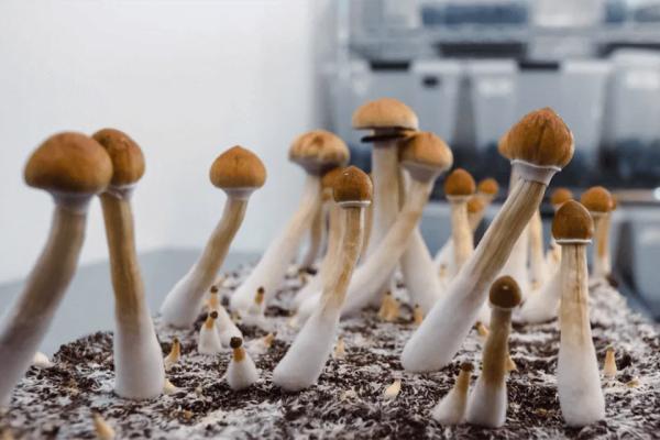 New Mexico moves forward with psilocybin…