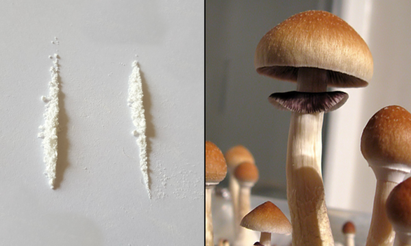 A Single Dose Of Psilocybin Appears To&hellip;