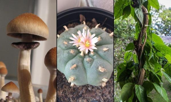 Exploring Psychedelic Medicine Is A…