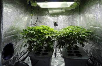 photo of Cannabis Bill Must Permit Home Growing image