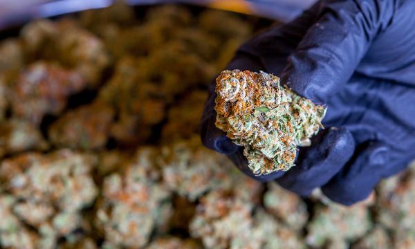 Which European Countries Will Legalize…