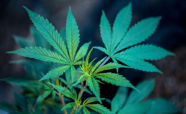 Houses In Legal Marijuana States Are…