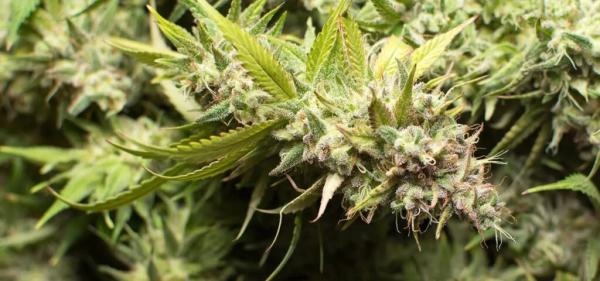 Minnesota Signs Cannabis Agreement with…