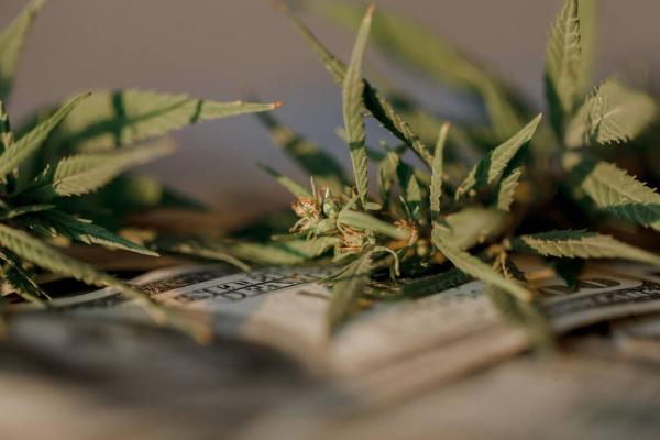 Marijuana Sales Increased Year Over&hellip;