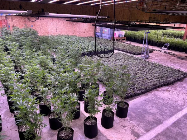 California Seizes More Than $230…