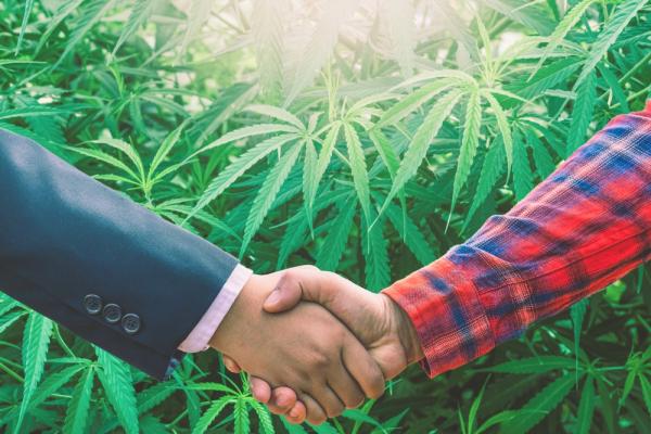 Cannabis advocacy groups combine efforts…