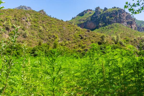 photo of Morocco Reports First Legal Cannabis Cultivation Numbers, 294 Tons in 2023 image