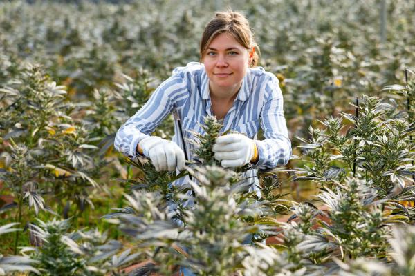 photo of Cannabis Industry Has 440,000 Full-Time Workers image