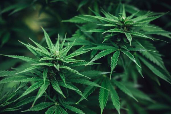 photo of State Attorneys General Ask Congress To Regulate Intoxicating Hemp Products image