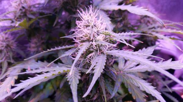 photo of Three Out of Four Americans Live in State with Adult-Use or Medical Cannabis, Pew Research Center Finds image