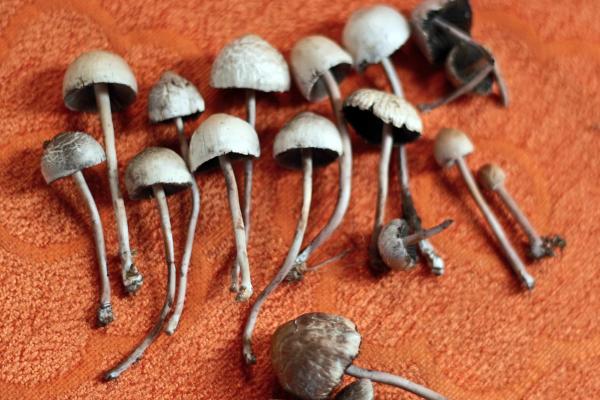 photo of Study Finds Natural Mushroom Extract Has Better Therapeutic Effects Than Synthesized Psilocybin image