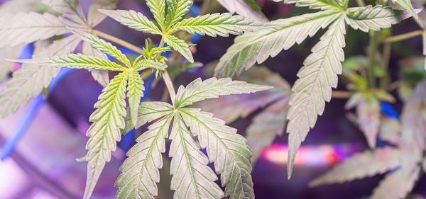 New Study Suggests Cannabis May Help&hellip;