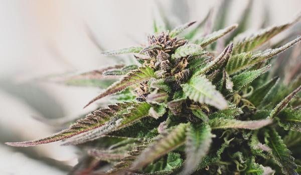photo of US House Reps File Bill to Legalize Cannabis, Deliver 280E Relief, Permit Interstate Commerce image