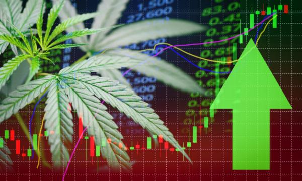 Pure Cannabis ETF trims Green Thumb…