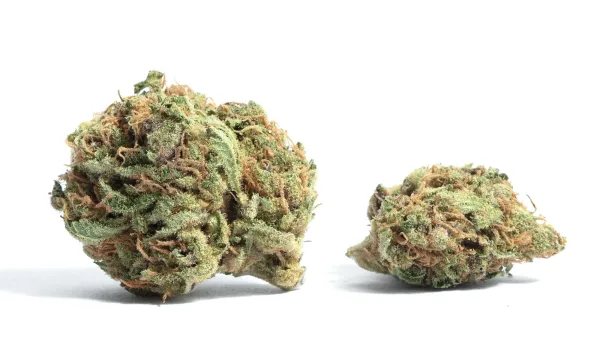 The Top-Selling Marijuana Strain in All&hellip;