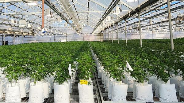 15 Plant-Centric Tips for Commercial…