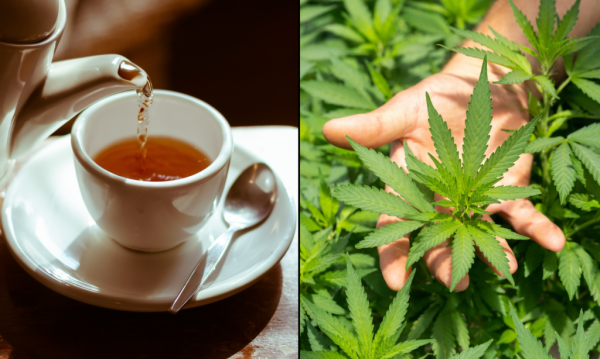 Drinking Marijuana-Infused Tea Boosts&hellip;
