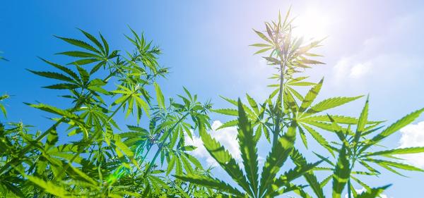 Report: USDA Miscalculations Are Hurting…