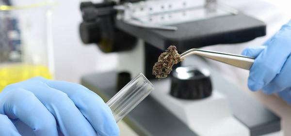 Minnesota Regulators Freeze Cannabis…
