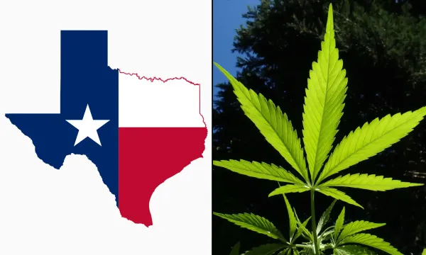 Texas Voters Approve Marijuana…