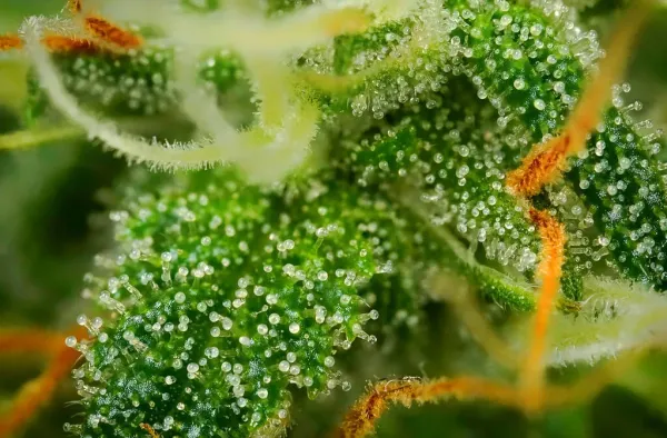 Study Finds THC-Positive Patients With&hellip;