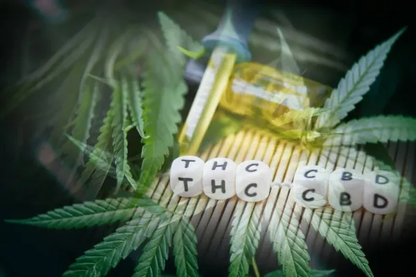 The Role of Cannabinoids Beyond THC and&hellip;