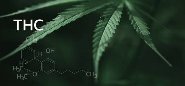 Study: THC May Promote Brain Cell&hellip;