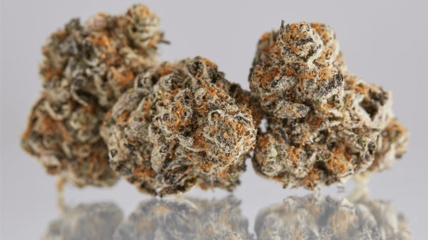 Study Finds Freezing Helps Preserve THC Potency, While CBD&hellip;