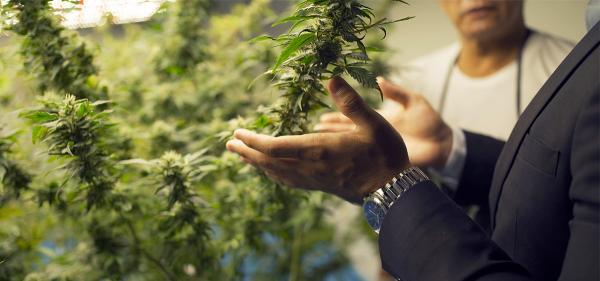 Maine Orders Recall of Cannabis Flower Products Due to…